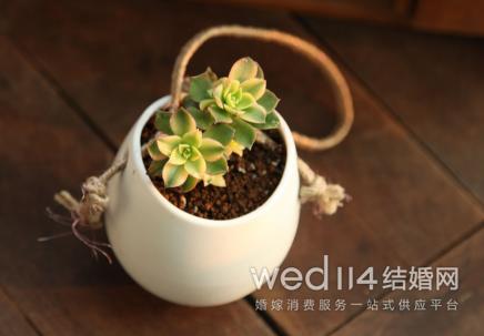 孕妇房间放什么绿萝最好,孕妇卧室能放绿萝吗