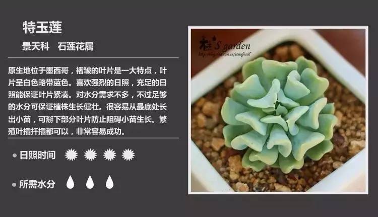 所有多肉植物的名字大全及图片,多肉植物的各种名字大全集