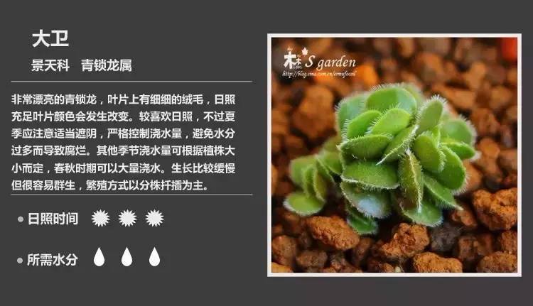 所有多肉植物的名字大全及图片,多肉植物的各种名字大全集