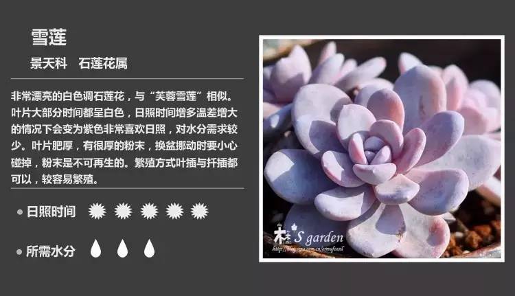 所有多肉植物的名字大全及图片,多肉植物的各种名字大全集