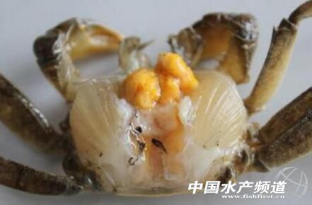 河蟹水瘪子有哪些表现,河蟹水瘪子病自动识别方法研究