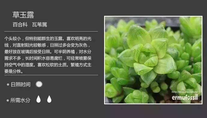 所有多肉植物的名字大全及图片,多肉植物的各种名字大全集