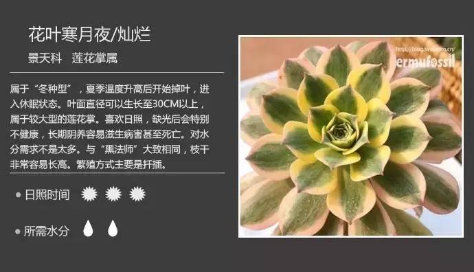 所有多肉植物的名字大全及图片,多肉植物的各种名字大全集