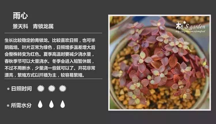 所有多肉植物的名字大全及图片,多肉植物的各种名字大全集