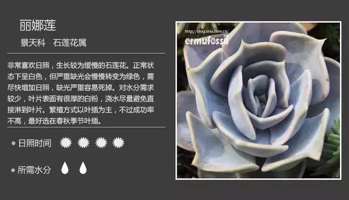 所有多肉植物的名字大全及图片,多肉植物的各种名字大全集