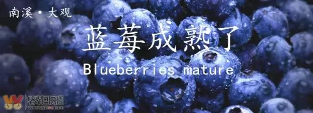 宜宾屏山蓝莓基地采摘园在哪,宜宾蓝莓采摘基地多久能够摘