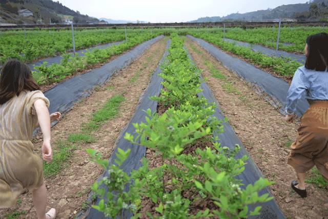 宜宾屏山蓝莓基地采摘园在哪,宜宾蓝莓采摘基地多久能够摘