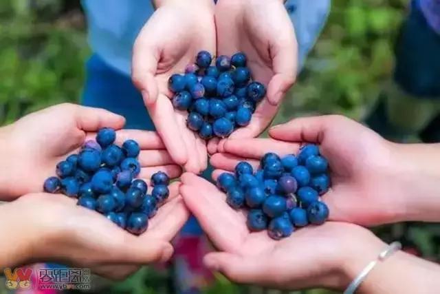 宜宾屏山蓝莓基地采摘园在哪,宜宾蓝莓采摘基地多久能够摘