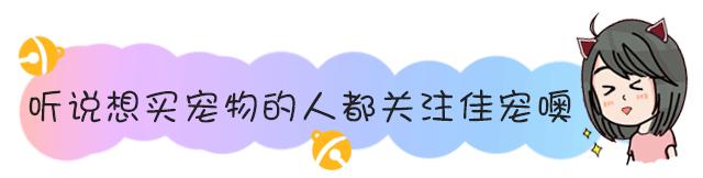 养猫手册如何养好一只猫,养猫喂养小技巧