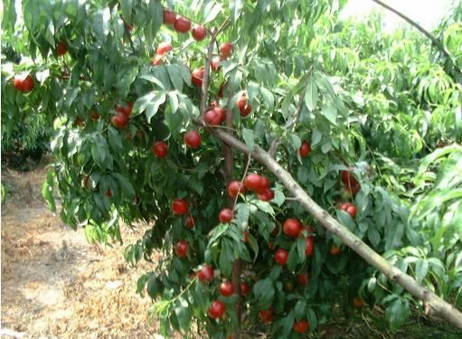 植物王国奇迹果,水果王国植物图鉴系列