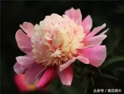 芍药名贵品种图片大全,芍药名贵品种紫袍金带