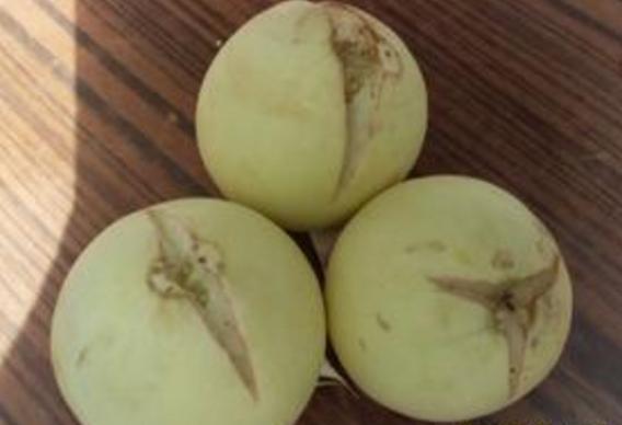 露地甜瓜裂瓜怎么办,甜瓜大面积裂了怎么办