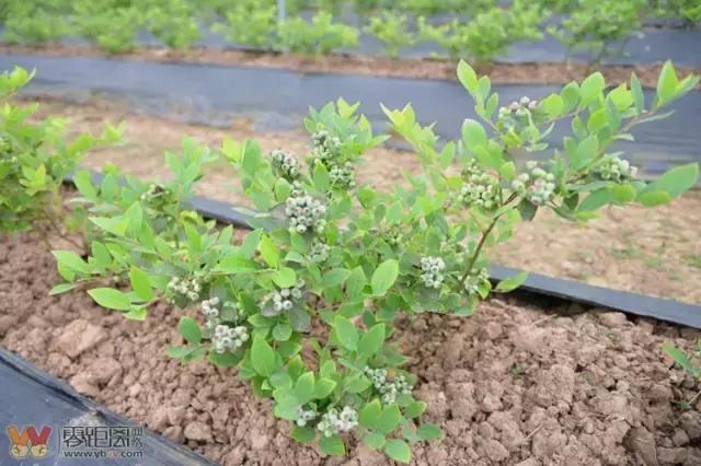 宜宾屏山蓝莓基地采摘园在哪,宜宾蓝莓采摘基地多久能够摘