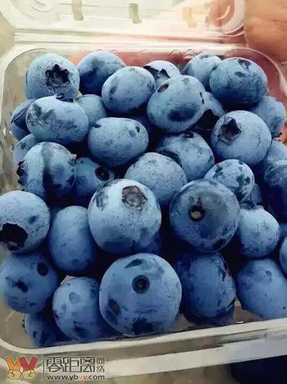 宜宾屏山蓝莓基地采摘园在哪,宜宾蓝莓采摘基地多久能够摘