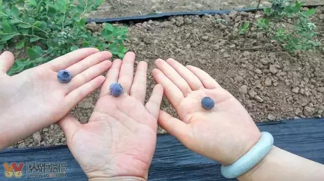 宜宾屏山蓝莓基地采摘园在哪,宜宾蓝莓采摘基地多久能够摘