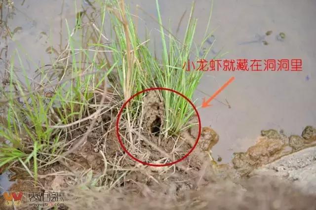 宜宾屏山蓝莓基地采摘园在哪,宜宾蓝莓采摘基地多久能够摘