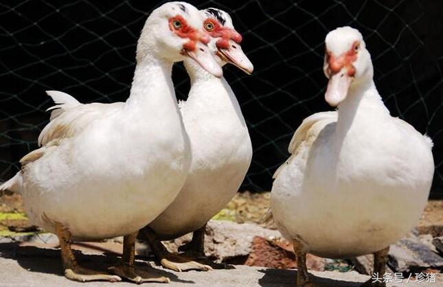 猪场没有养猪了养什么好,猪场没打猪瘟疫苗能够吗