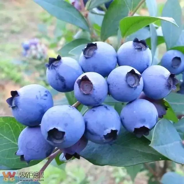 宜宾屏山蓝莓基地采摘园在哪,宜宾蓝莓采摘基地多久能够摘