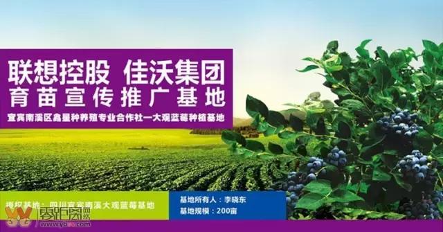 宜宾屏山蓝莓基地采摘园在哪,宜宾蓝莓采摘基地多久能够摘