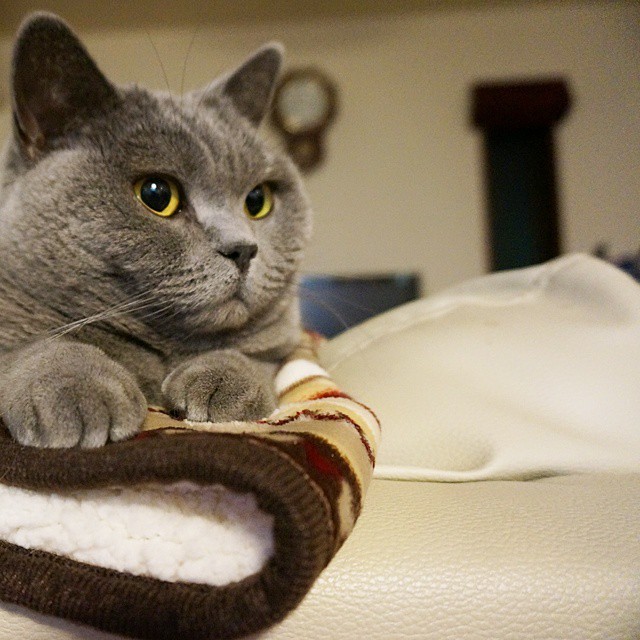 养猫手册如何养好一只猫,养猫喂养小技巧