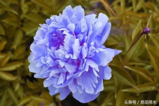 芍药名贵品种图片大全,芍药名贵品种紫袍金带