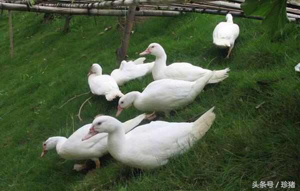 猪场没有养猪了养什么好,猪场没打猪瘟疫苗能够吗