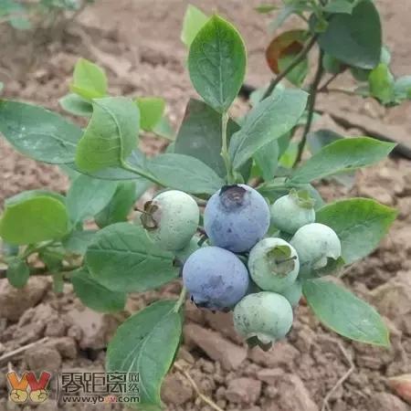 宜宾屏山蓝莓基地采摘园在哪,宜宾蓝莓采摘基地多久能够摘