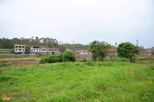 宜宾屏山蓝莓基地采摘园在哪,宜宾蓝莓采摘基地多久能够摘