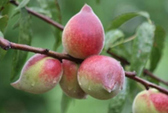 植物王国奇迹果,水果王国植物图鉴系列