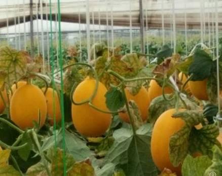 植物王国奇迹果,水果王国植物图鉴系列