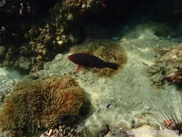 3000玩转泰国2天4夜攻略 (泰国小马尔代夫海岛)