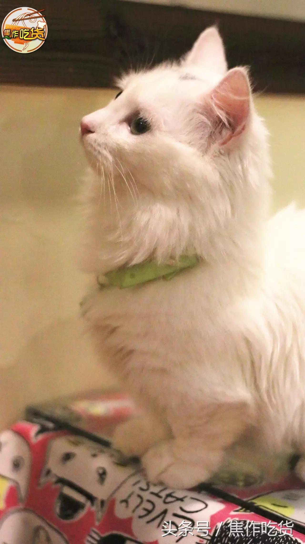 焦作推荐猫咖,焦作新区猫咖