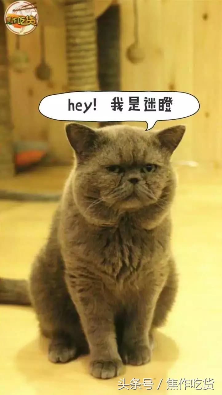 焦作推荐猫咖,焦作新区猫咖