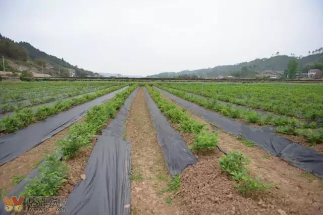 宜宾屏山蓝莓基地采摘园在哪,宜宾蓝莓采摘基地多久能够摘