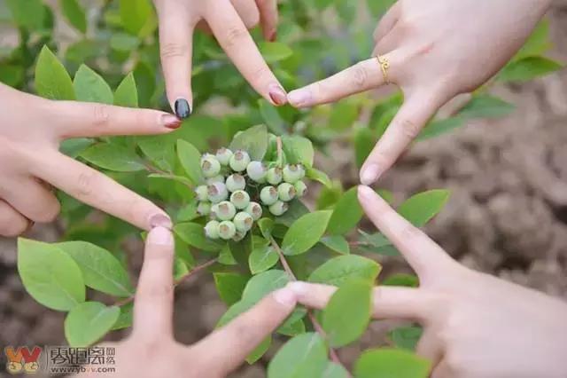 宜宾屏山蓝莓基地采摘园在哪,宜宾蓝莓采摘基地多久能够摘