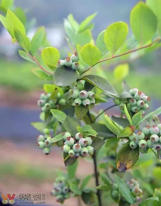 宜宾屏山蓝莓基地采摘园在哪,宜宾蓝莓采摘基地多久能够摘