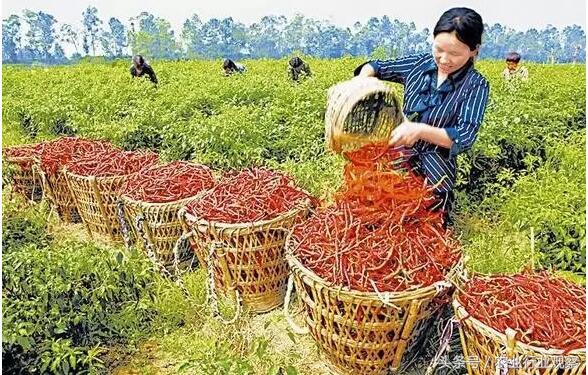 如何能够有效的销售农产品,新手如何做好卖农产品的推广