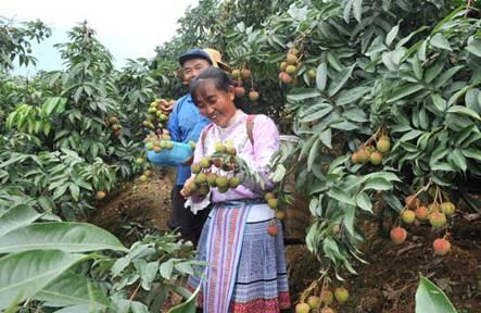 植物王国奇迹果,水果王国植物图鉴系列