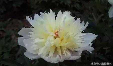 芍药名贵品种图片大全,芍药名贵品种紫袍金带