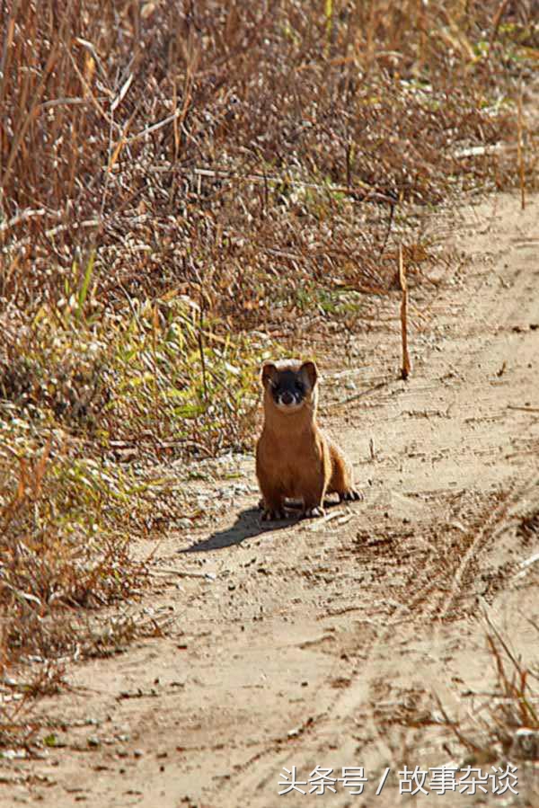 老头上山打猎夜遇黄鼠狼讨封,八十岁老汉上山打猎