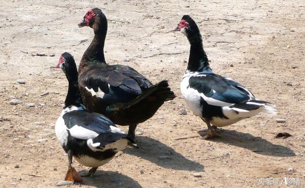 猪场没有养猪了养什么好,猪场没打猪瘟疫苗能够吗