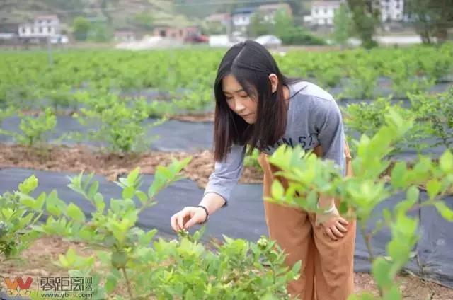 宜宾屏山蓝莓基地采摘园在哪,宜宾蓝莓采摘基地多久能够摘