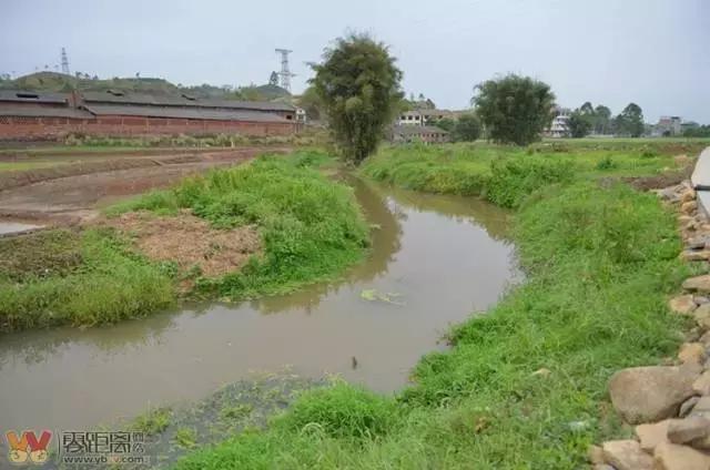 宜宾屏山蓝莓基地采摘园在哪,宜宾蓝莓采摘基地多久能够摘