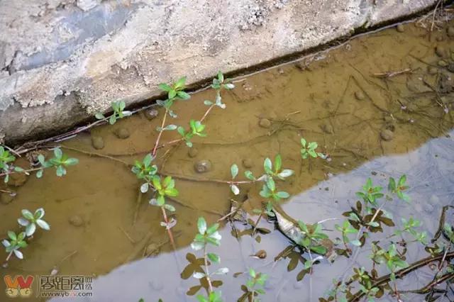 宜宾屏山蓝莓基地采摘园在哪,宜宾蓝莓采摘基地多久能够摘