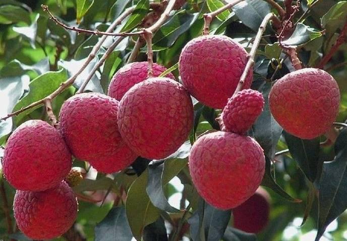 植物王国奇迹果,水果王国植物图鉴系列