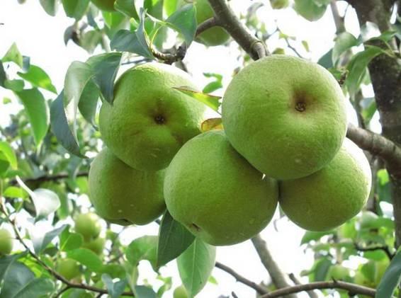 植物王国奇迹果,水果王国植物图鉴系列