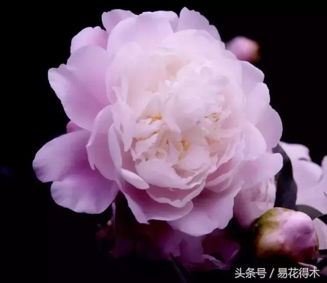 芍药名贵品种图片大全,芍药名贵品种紫袍金带