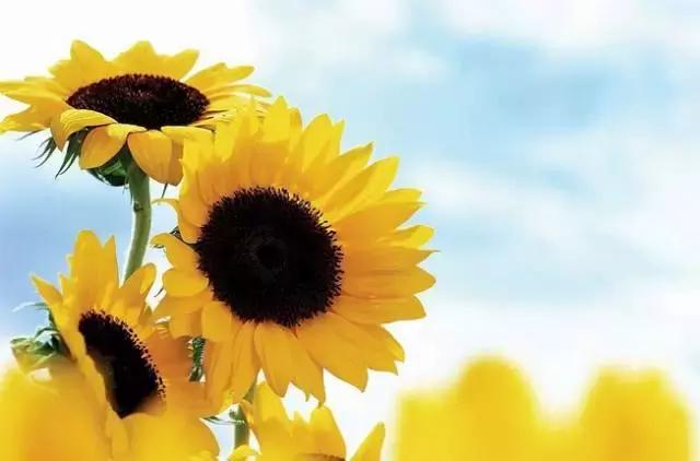 母亲生病散文,关于生病的伤感散文