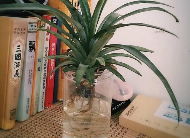 菠萝吃完怎么能种菠萝,菠萝头怎么才能长出新鲜的菠萝