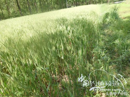 假日野钓鲫鱼,假日河边钓鲫鱼